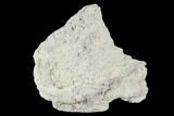 Fossil Cretaceous Rudist (Durania) - Kansas #96405-2